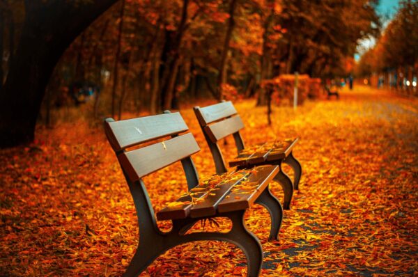 Autumn Day Brown Leaves Park Bench