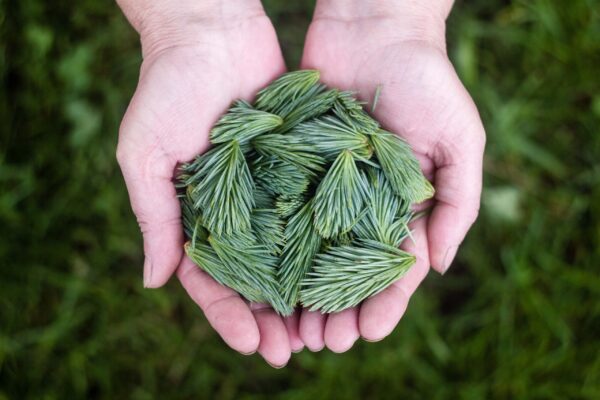 Hands Cupping Green Fern