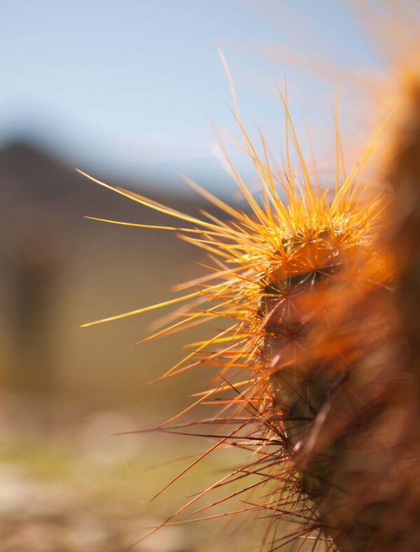 Long Pricks On Cactus